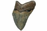 Partial, Fossil Megalodon Tooth - Serrated Blade #307295-1